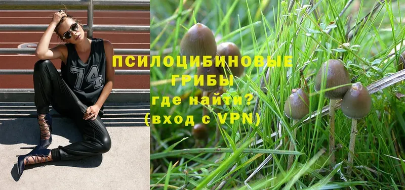 закладки  Порхов  Галлюциногенные грибы MAGIC MUSHROOMS 